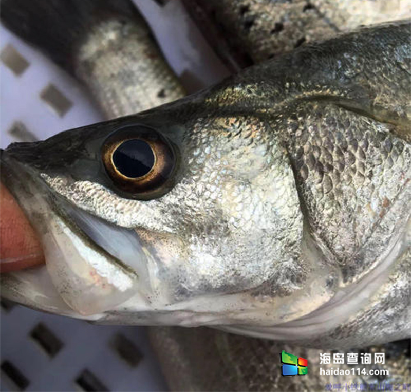 东戴河野生黑鲁子鱼海鲈鱼