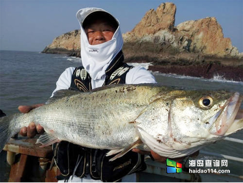 东戴河野生黑鲁子鱼海鲈鱼